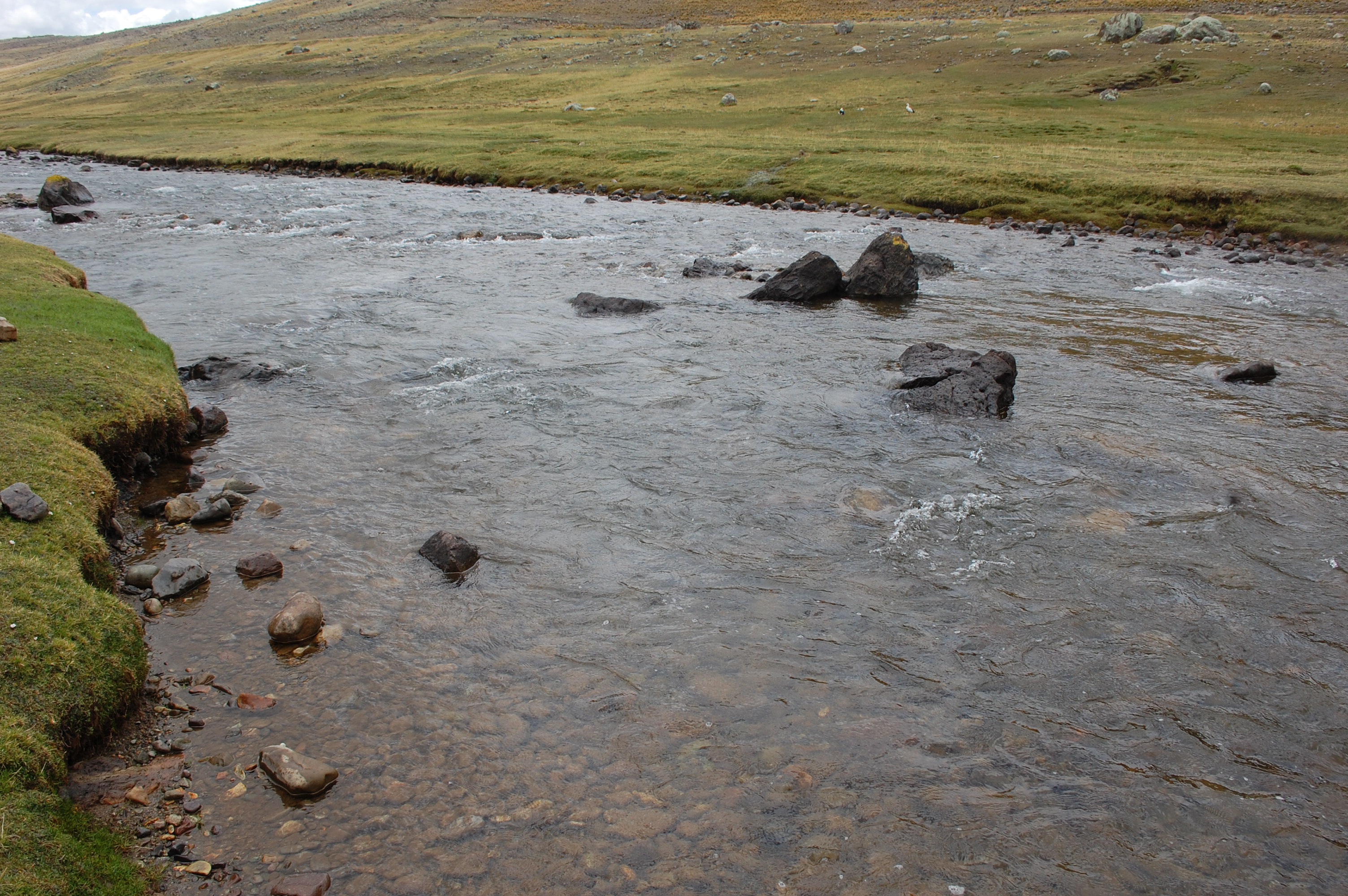 Site RC16 - the study site, view upstream. (John Forrest)