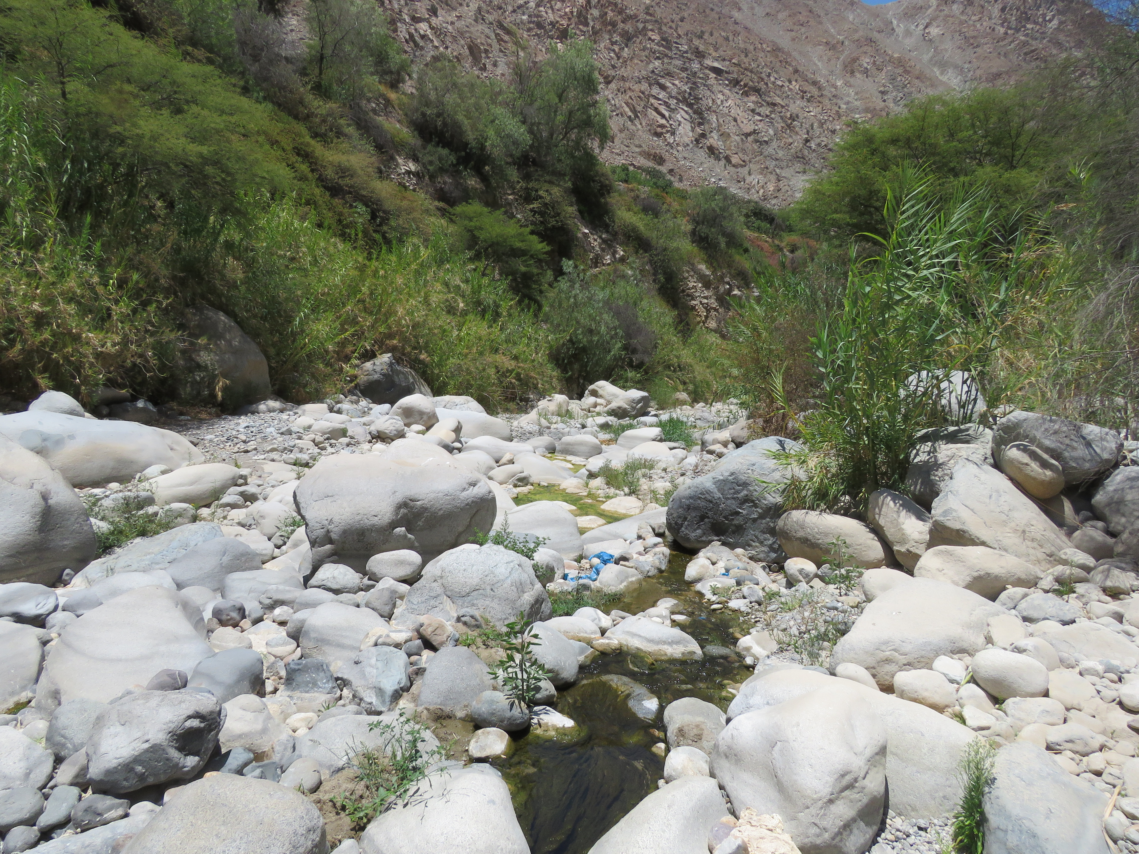 Site T01A - View downstream from the study site. (John Forrest)