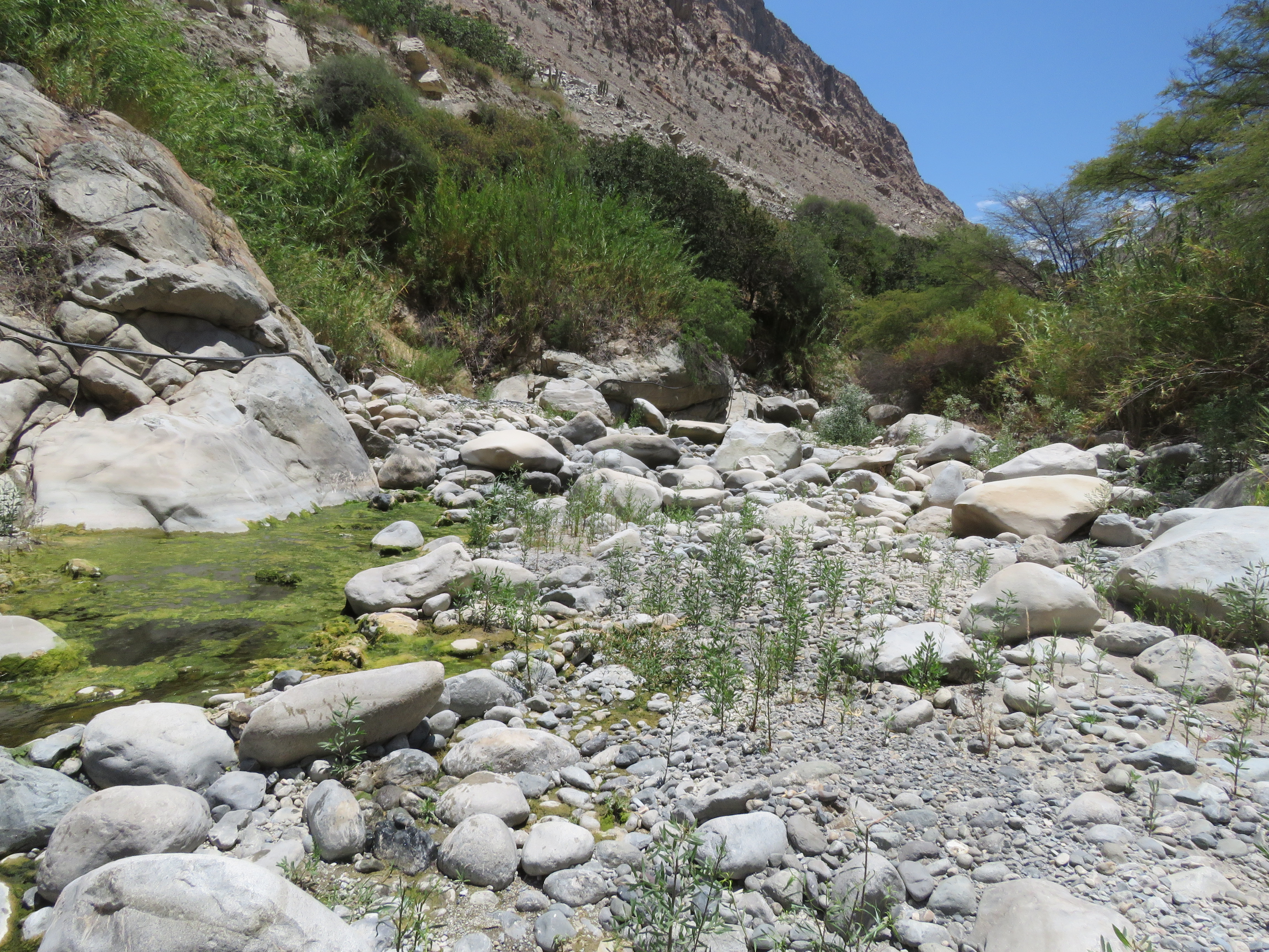 Site T01A - View upstream from the study site. (John Forrest)