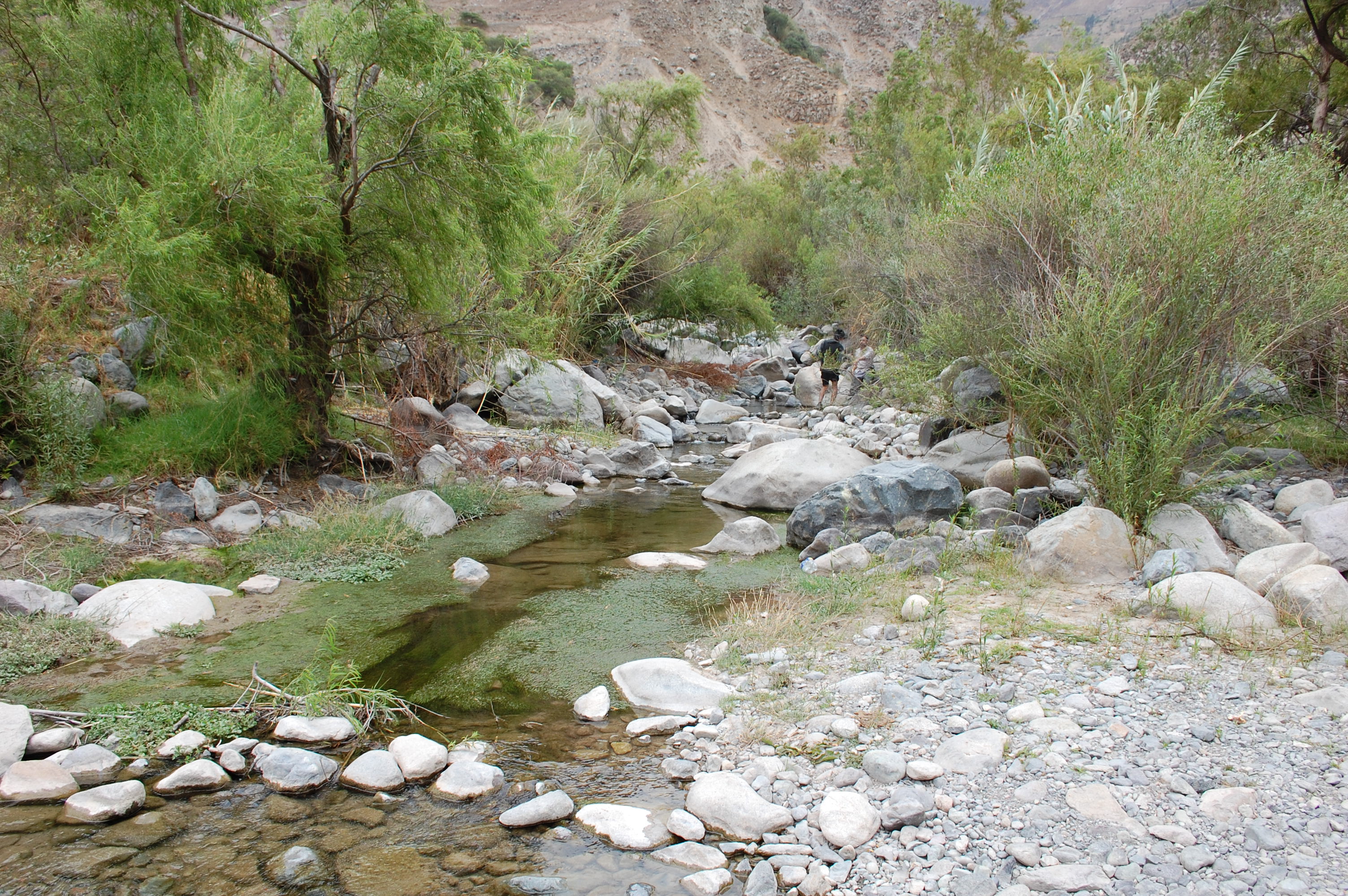 Site T05A - the study site. (John Forrest)