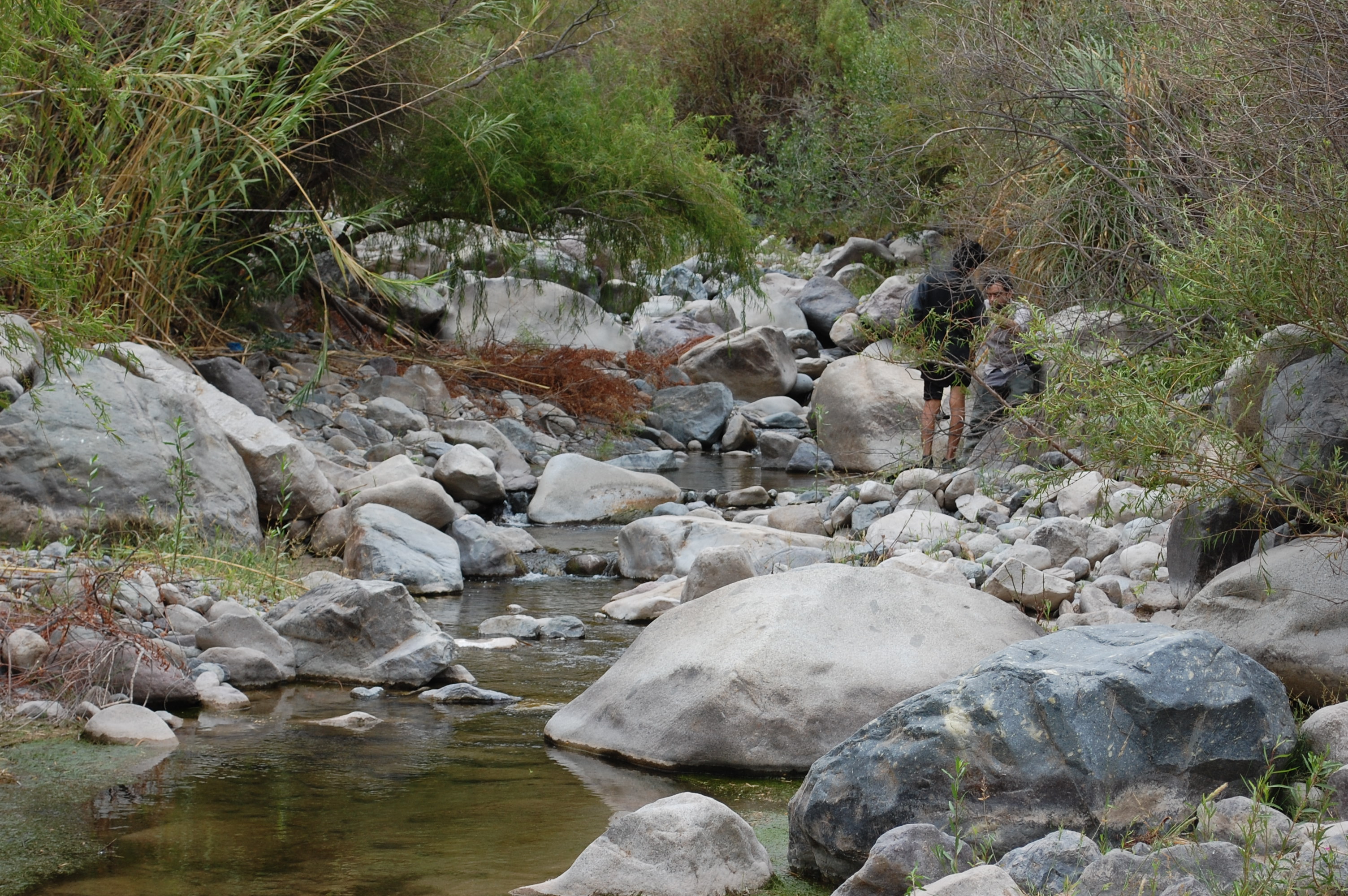 Site T05A - View upstream from the study site. (John Forrest)