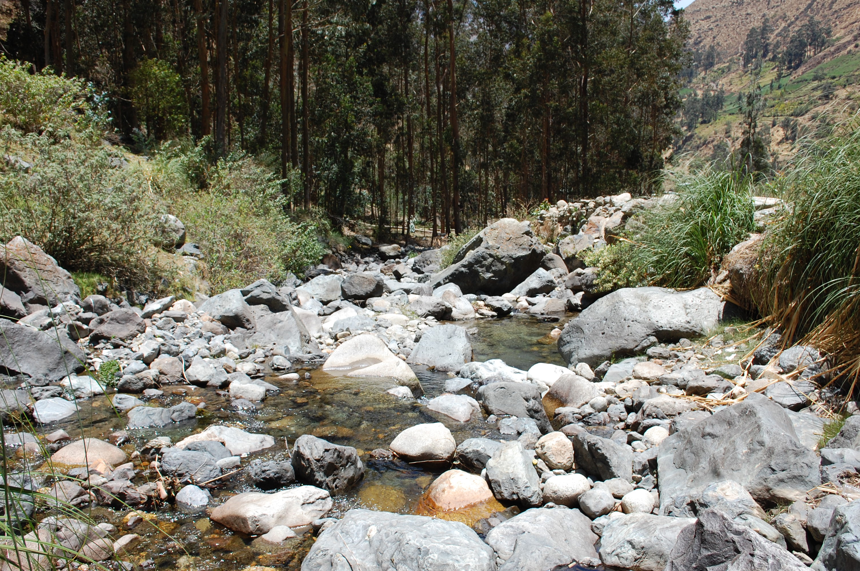 Site T06B - the study site. (John Forrest)