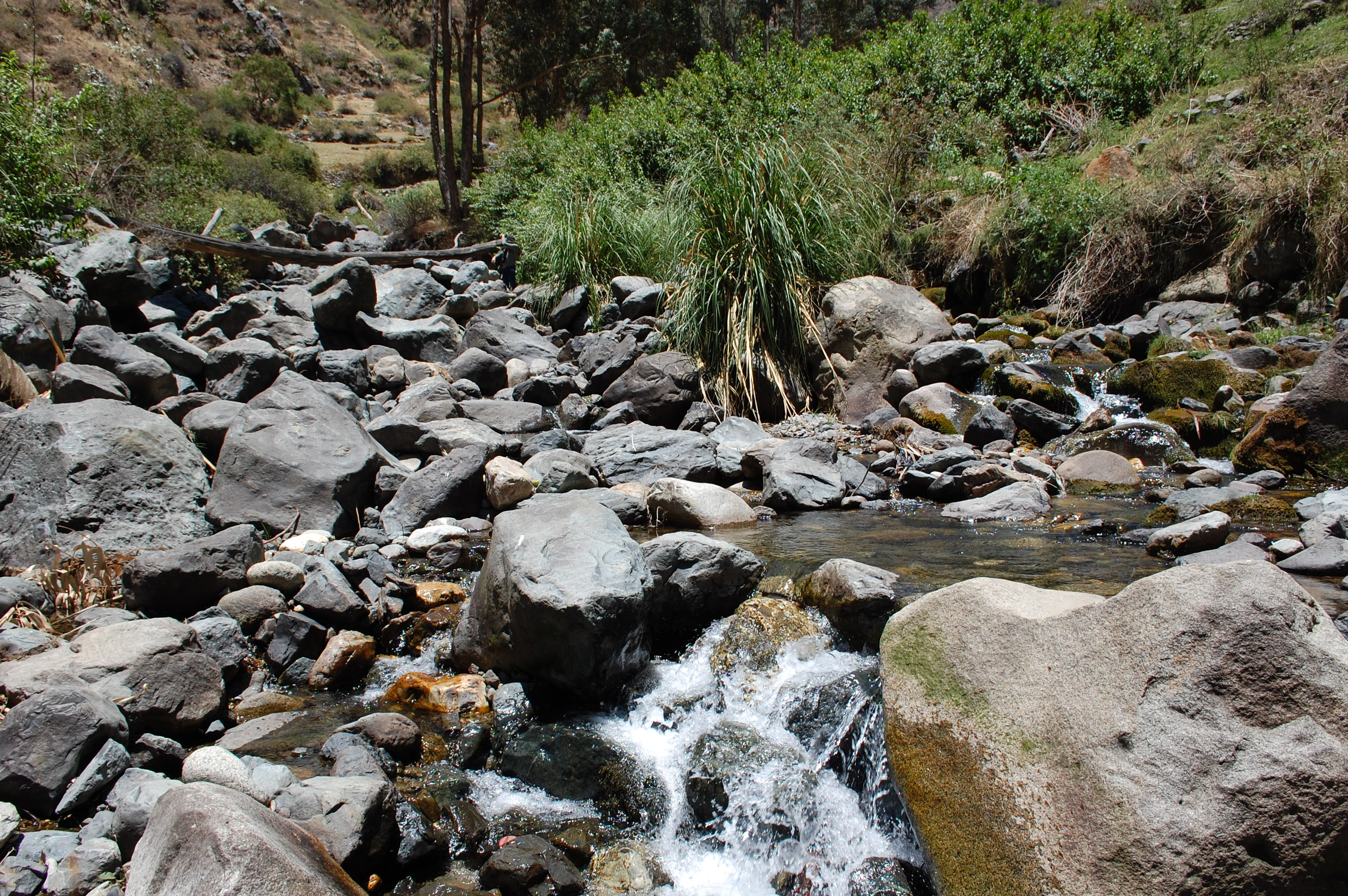 Site T06B - the study site. (John Forrest)