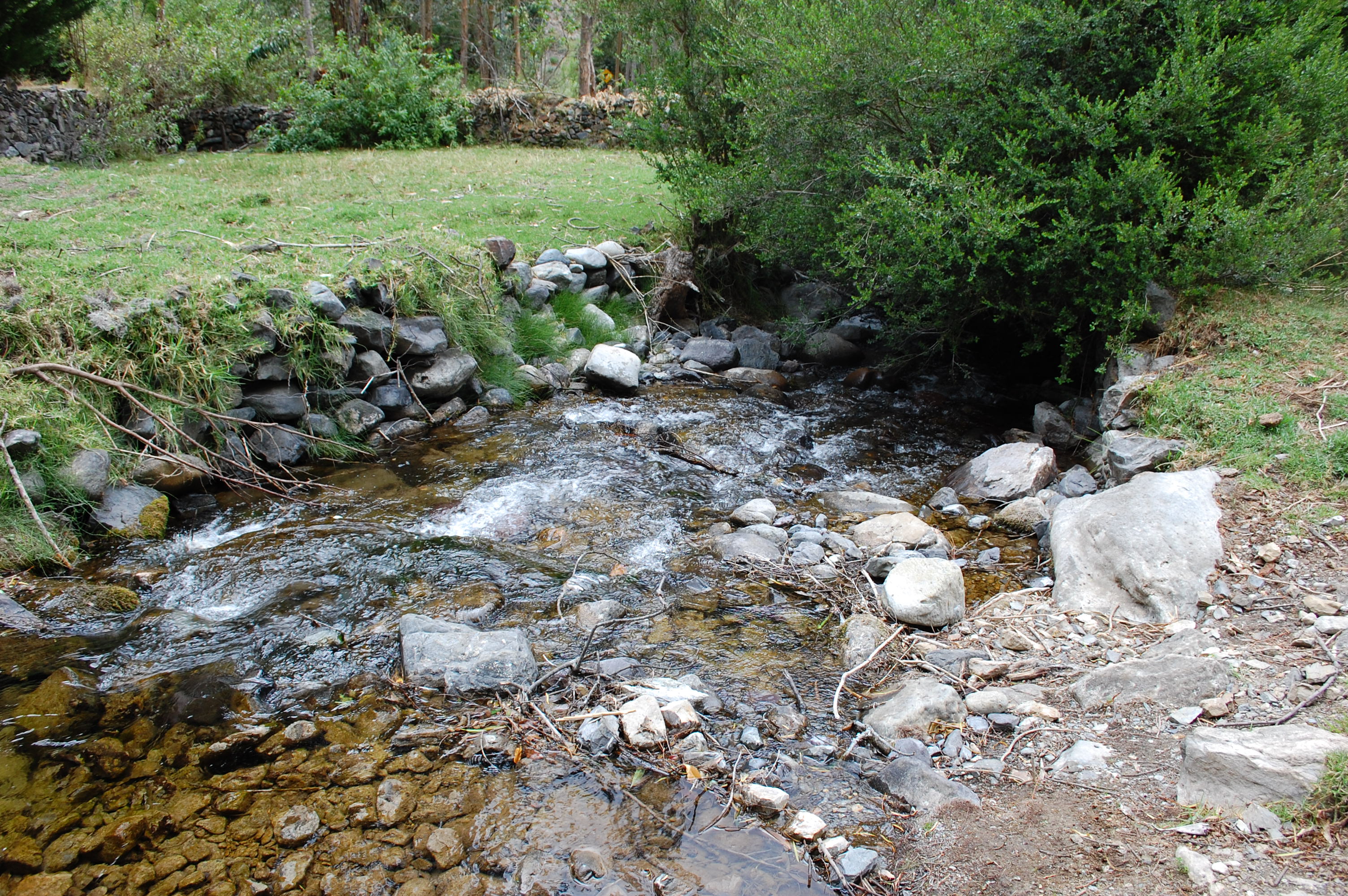 Site T08A - View upstream from the study site. (John Forrest)