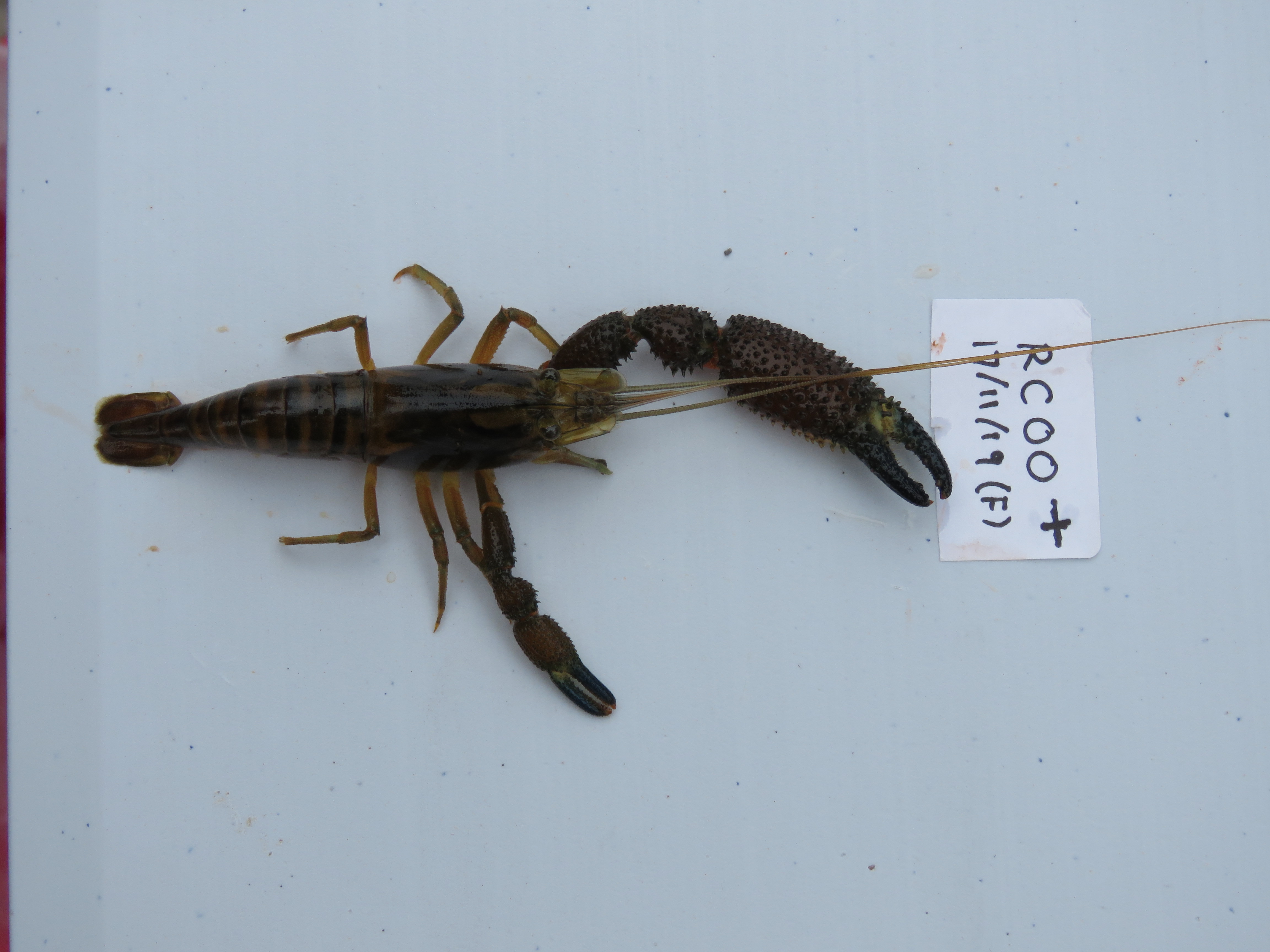 Fig 1n  RC-00b. Female Cryphiops caementarius. Note that most specimens were female in the estuary (Eustace Barnes).