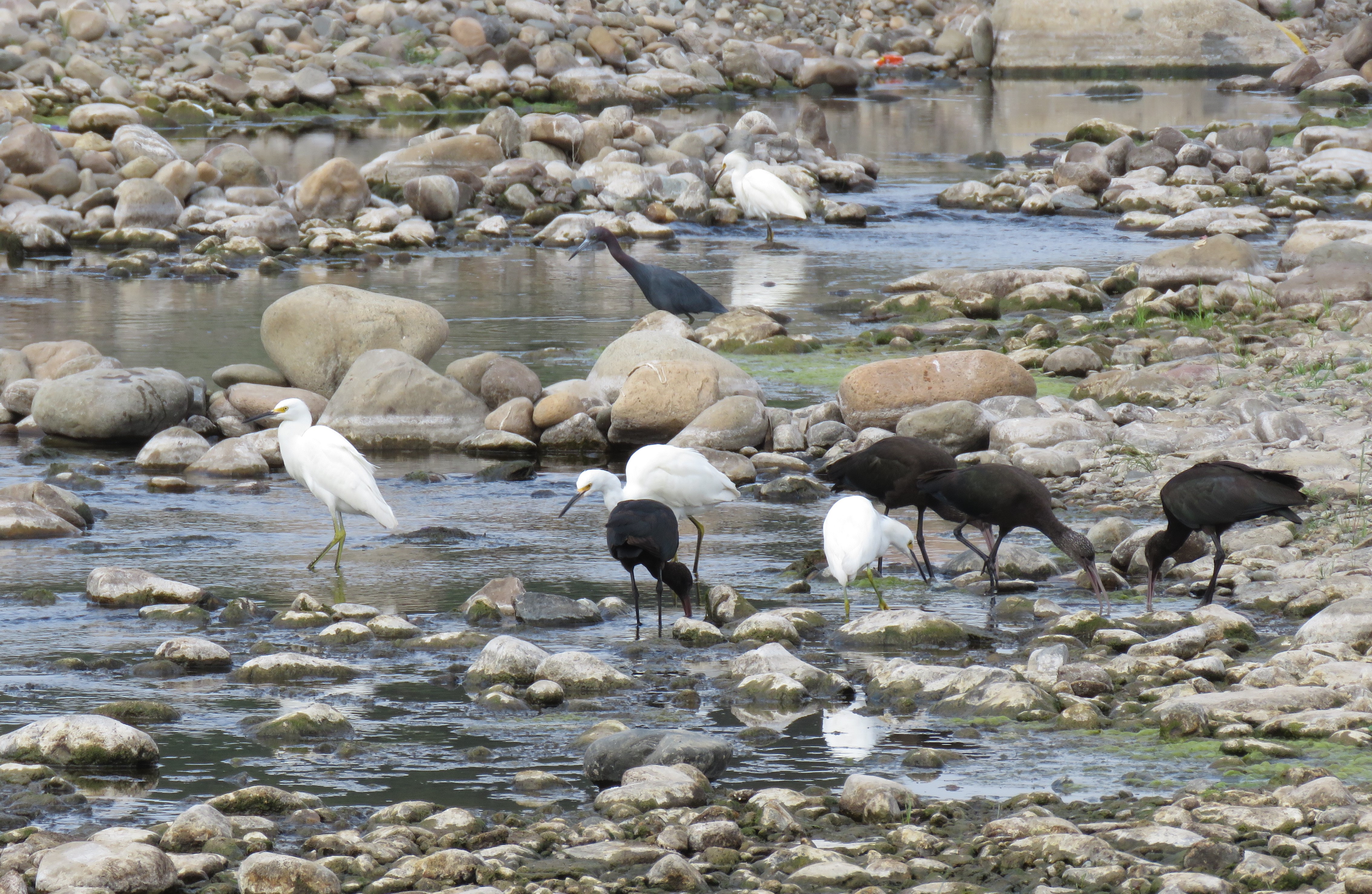 Fig 1g RC00a – the estuarine lagoons are important for a wide variety of waterbirds:  Little Blue Heron, Snowy Egret and Puna Ibis shown above. (Eustace Barnes). 